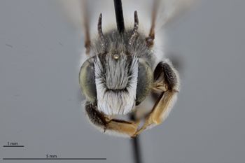 Media type: image; Entomology 793797   Aspect: head frontal view